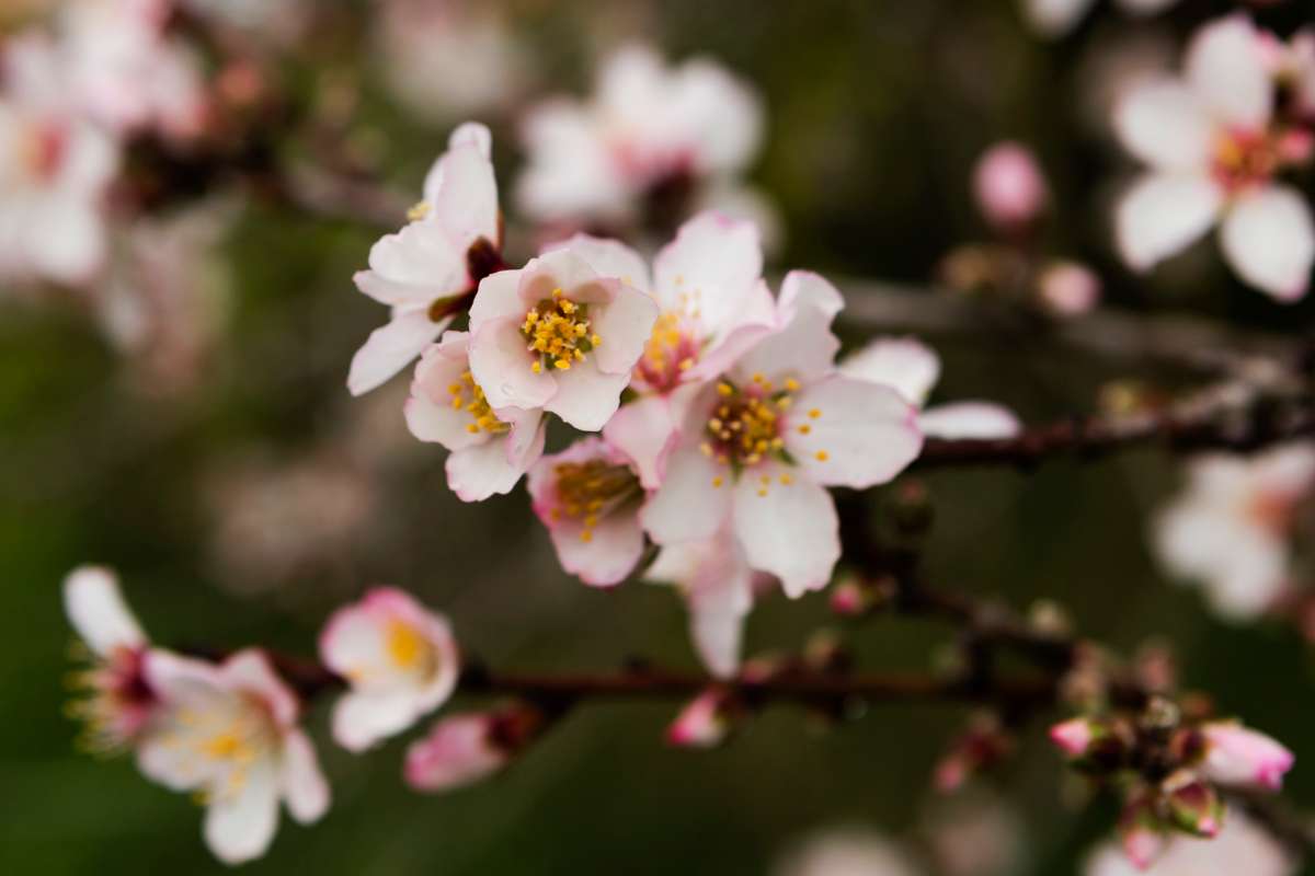 Viaggiare seguendo la fioritura dei ciliegi